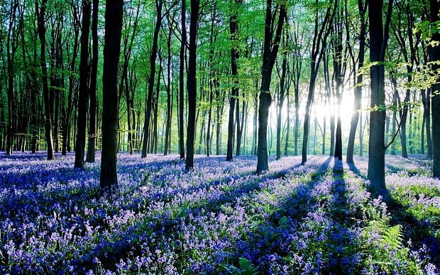 Consider the L’il Lies